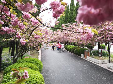 周恩来纪念馆樱花路