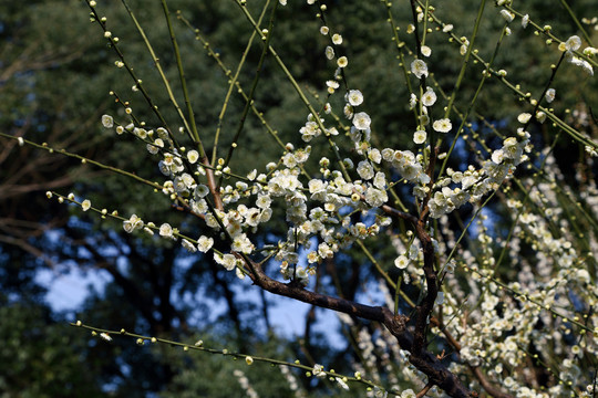 梅花