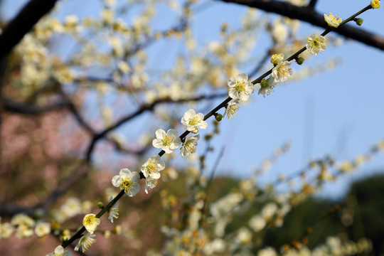 梅花