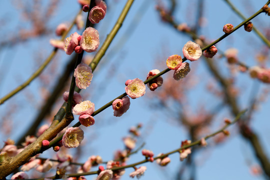 梅花