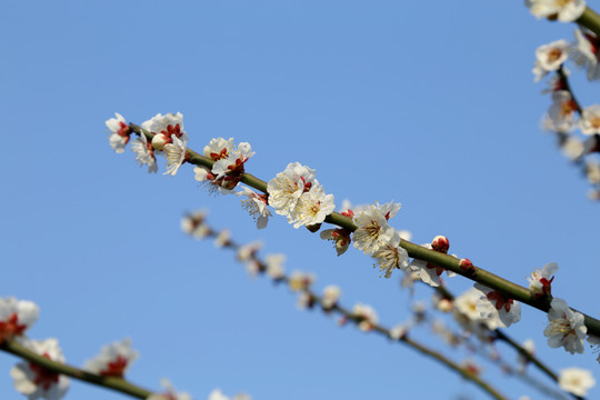 梅花