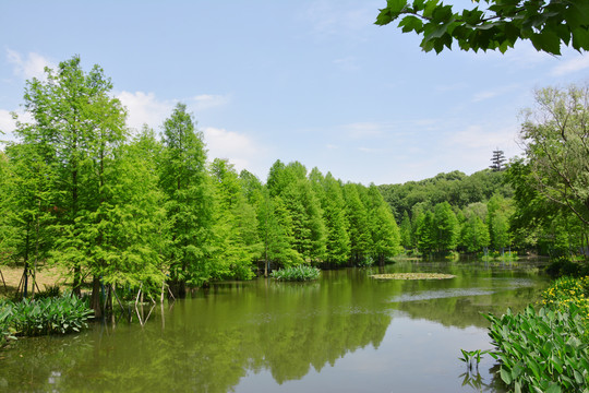 湖泊水杉林美景