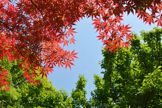 阳光枫叶