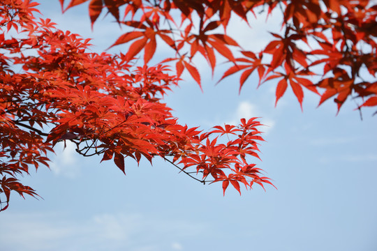 阳光枫叶