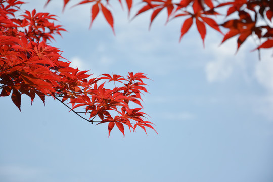 红叶与天空