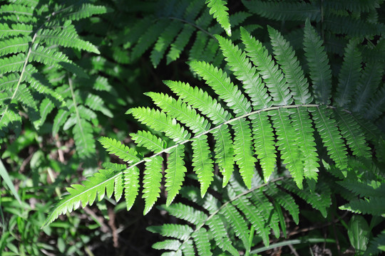 蕨类植物