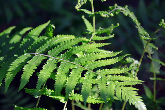 蕨类植物