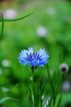 蓝色矢车菊