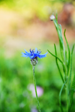 矢车菊