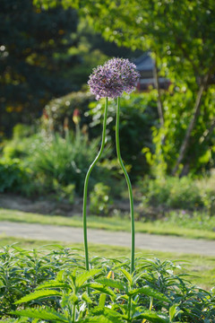 依偎的绒球花