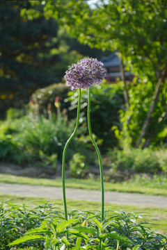 依偎的绒球花