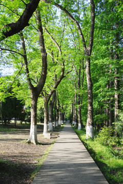 阳光林荫小路