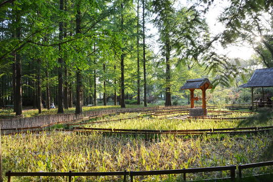 田园场景