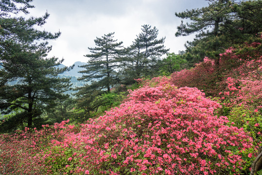 杜鹃花海