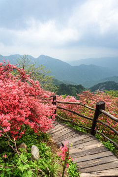 杜鹃花海