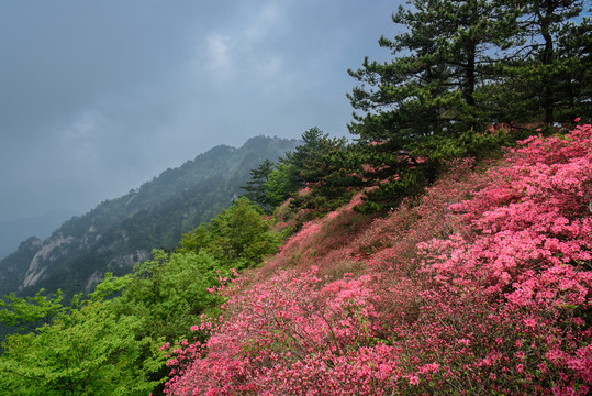 杜鹃花海