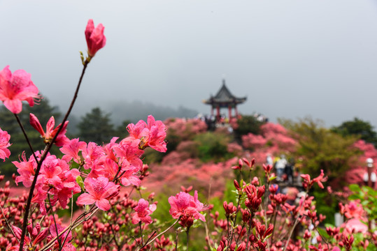 杜鹃花海