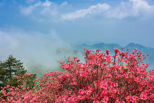 杜鹃花海