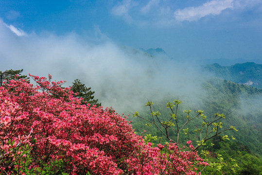 山中杜鹃花