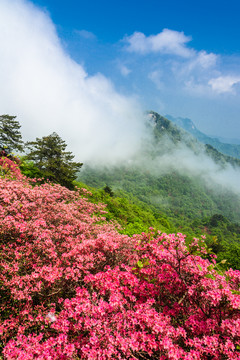 山中杜鹃花