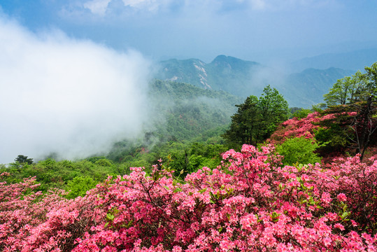 山中杜鹃花