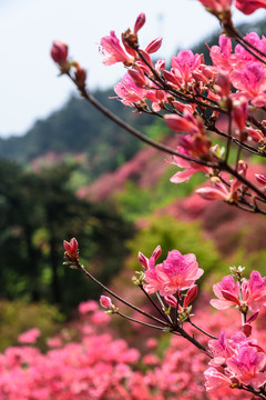 杜鹃花