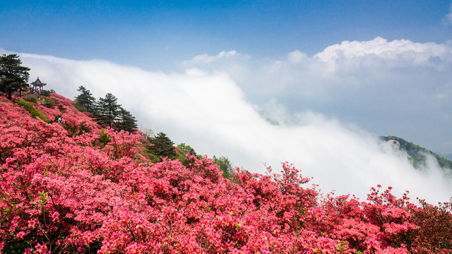 麻城杜鹃花盛开