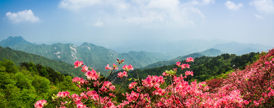 麻城龟峰山杜鹃花