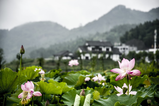 花鸟