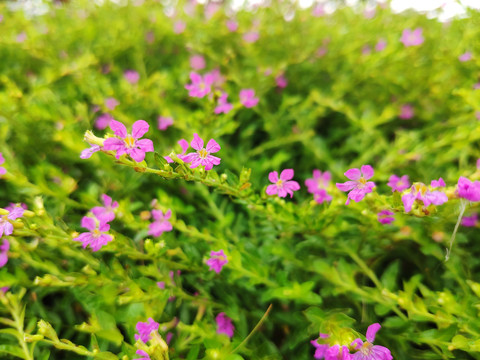 细叶雪茄花