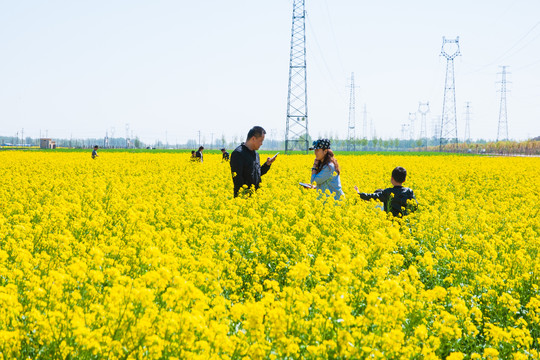 油菜花