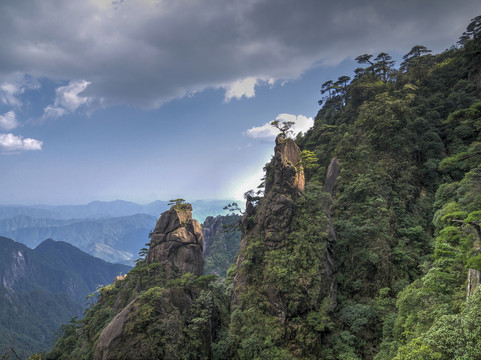 江西三清山山崖松树