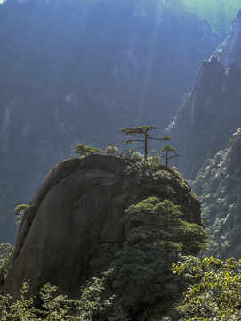 江西三清山山峰松树