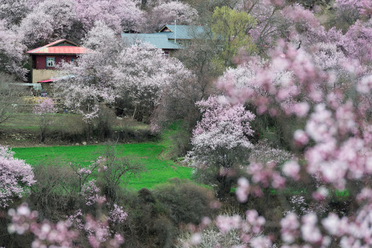 林芝桃花波密桃花沟