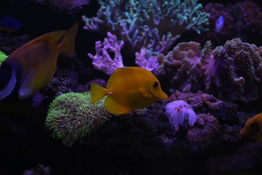 水族馆景观鱼珊瑚