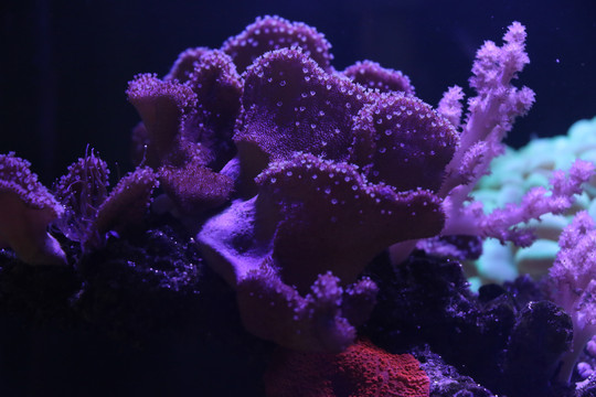 水族馆景观鱼珊瑚