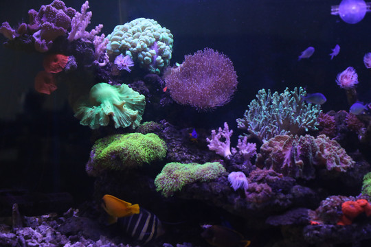 水族馆景观鱼珊瑚