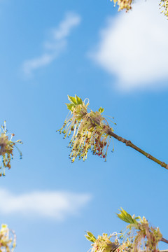 梣叶槭草裙状披针形花