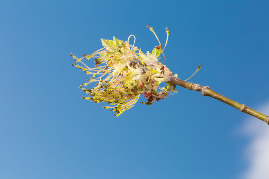 梣叶槭草裙状披针形花