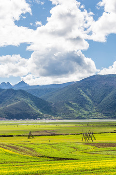 草原