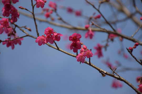 桃花