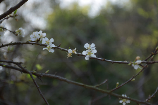 梨花