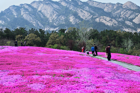 芝樱花海