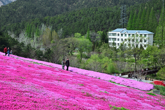 芝樱花海