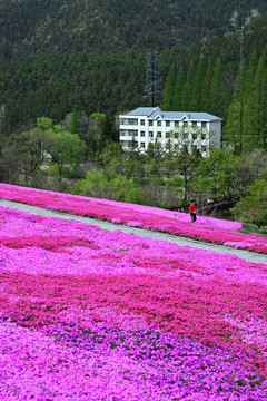 芝樱花海