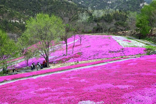 芝樱花海