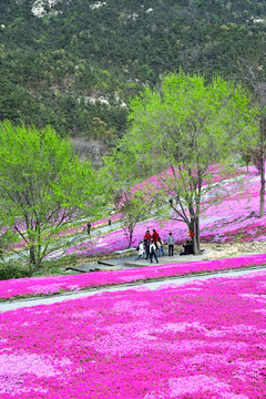 芝樱花海