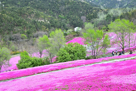 芝樱花海