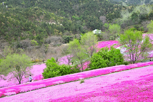 芝樱花海