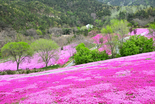 芝樱花海